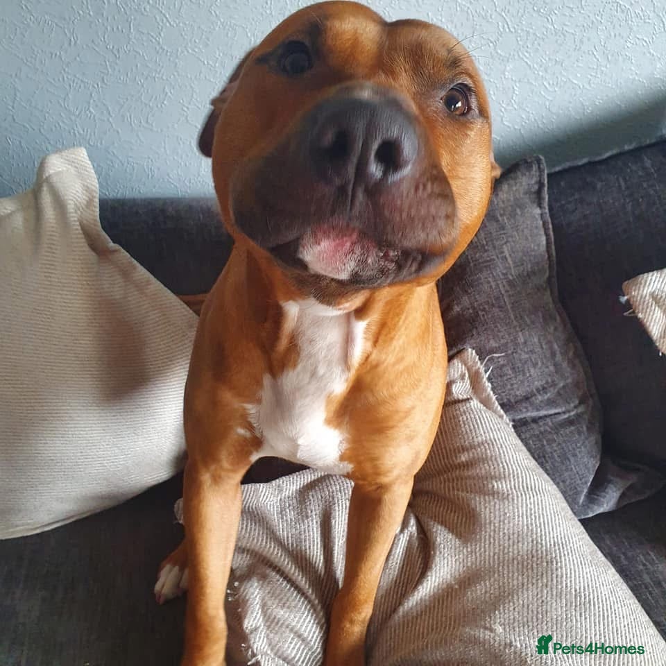 American Bull Staffy dogs Cooper looking for a loving home - Advert 1