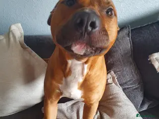 American Bull Staffy dogs Cooper looking for a loving home - Advert 2
