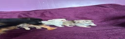 Chihuahua dogs for sale: Outstanding tiny tiny chichahua  - Advert 15