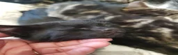 Mixed Breed cats for sale: Kittens ready now,  - Advert 23