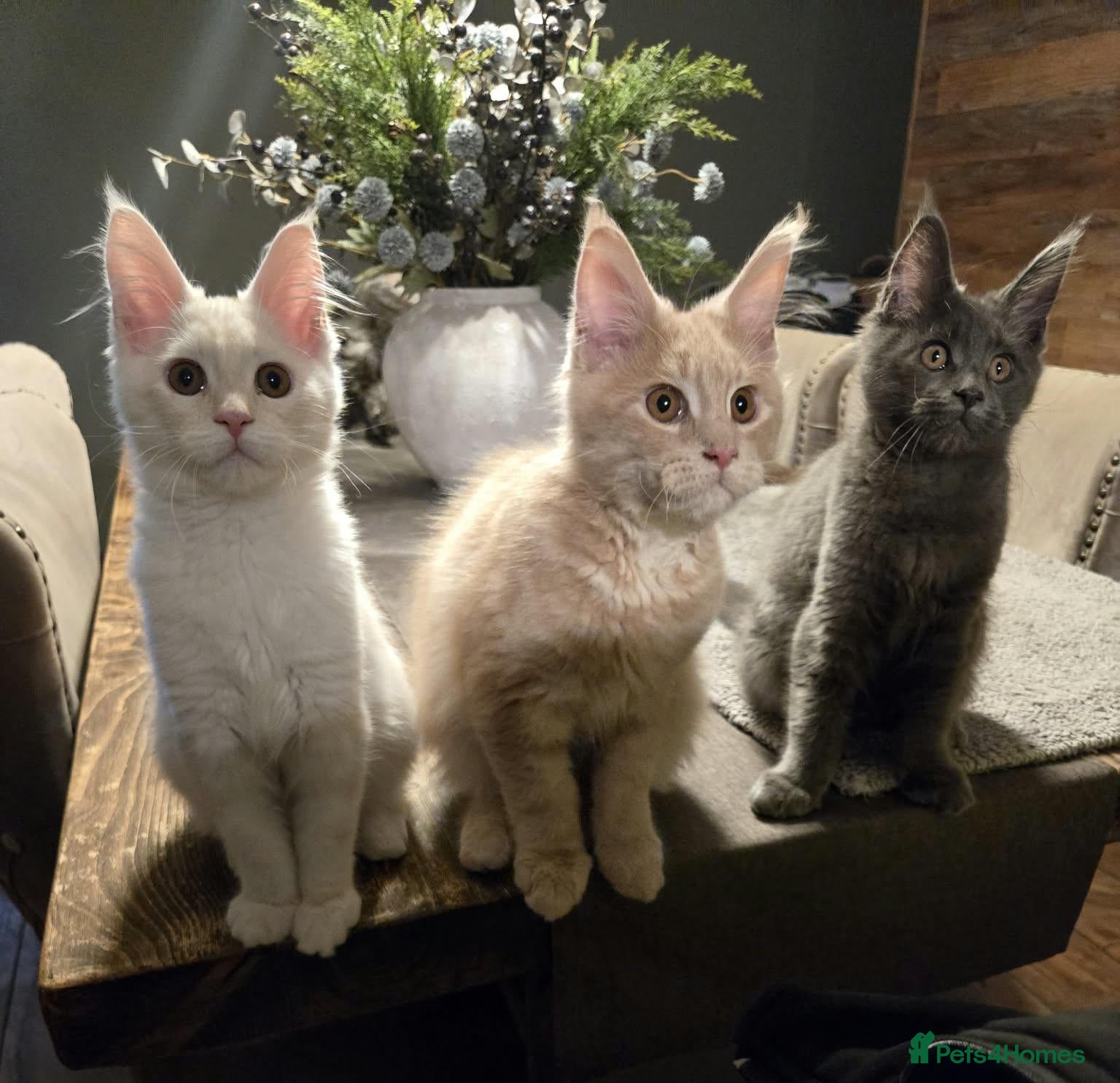 Maine Coon cats 3 Males available 1 Blue 1 Cream 1 Cream smoke  - Advert 1