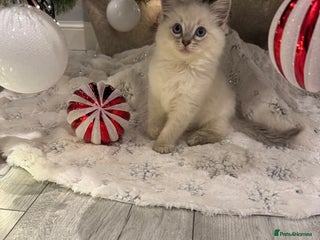 Ragdoll cats Ragdoll kittens - Advert 13