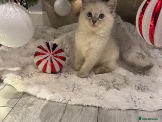 Ragdoll cats Ragdoll kittens - Advert 5