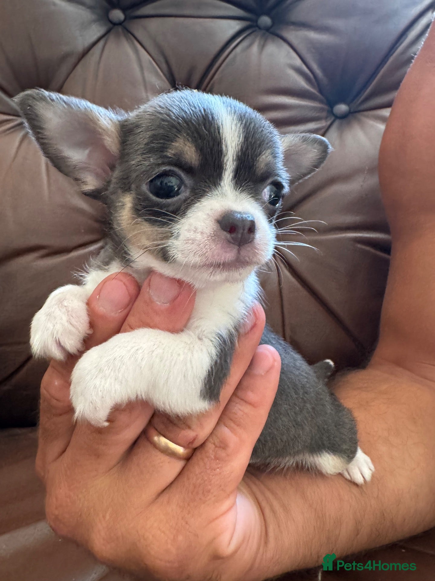 Chihuahua dogs 3 beautiful chihuahua pups - Advert 1