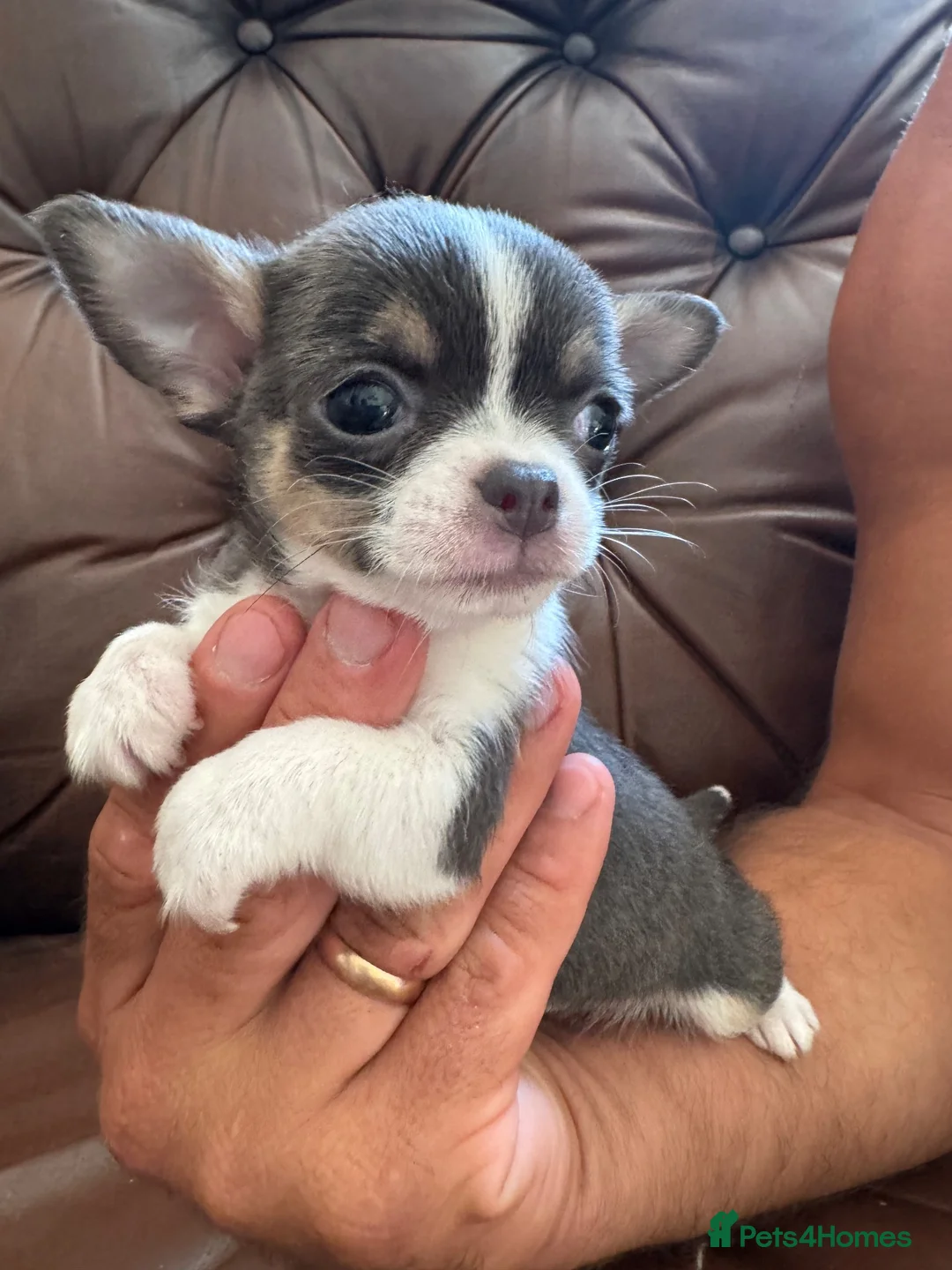 Chihuahua dogs for sale: 3 beautiful chihuahua pups - Advert 1