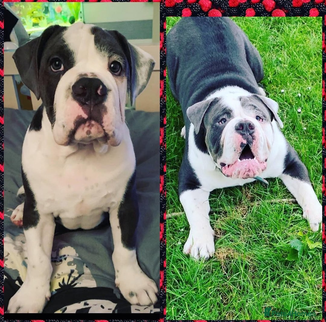 Olde English Bulldogge dogs for sale: Handsome OEB male - Image 4