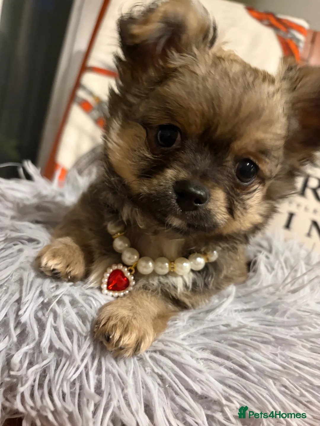 Chihuahua dogs for sale:  🐾 £1250 One little precious boy remaining 🐾  - Advert 2