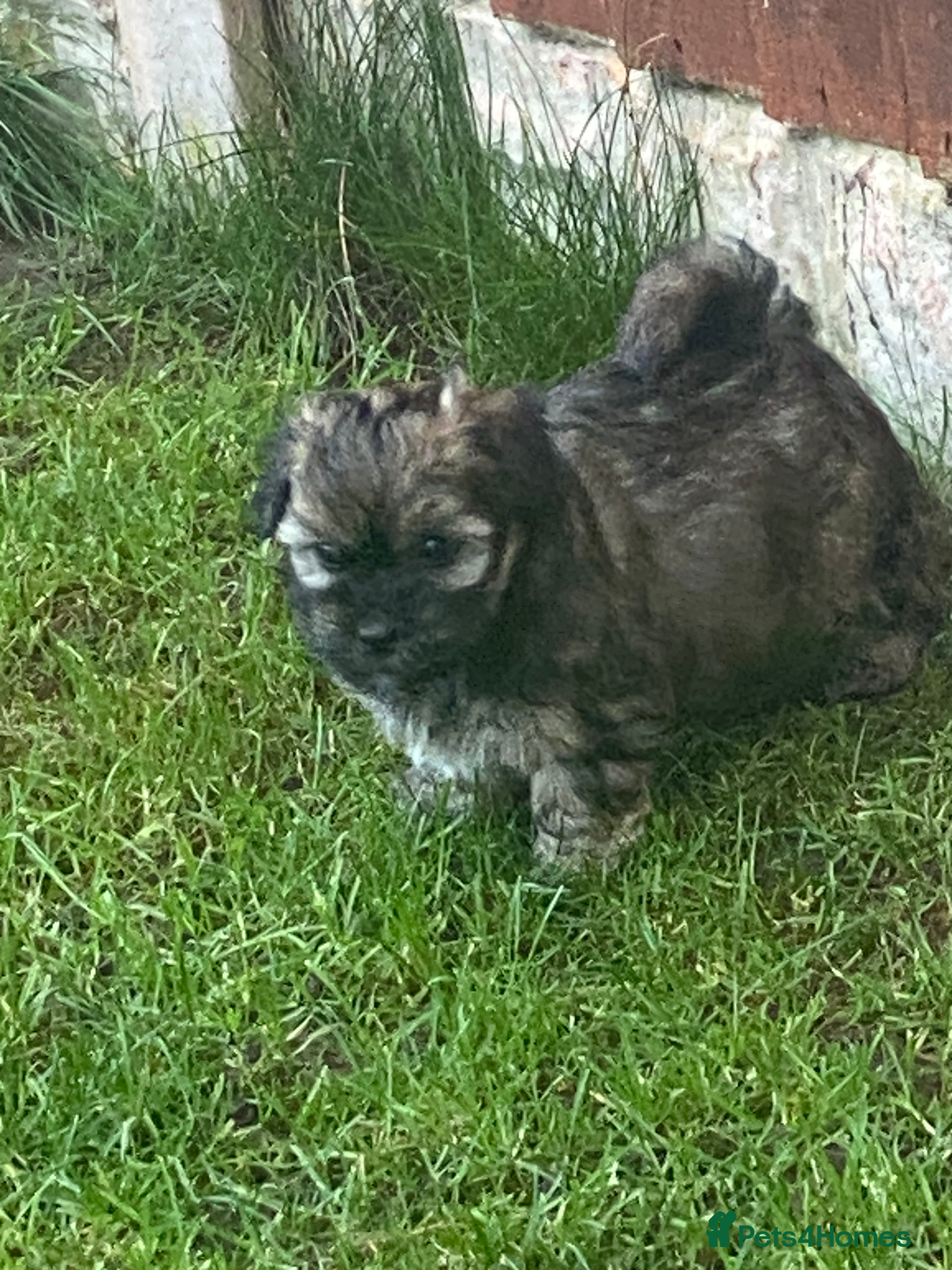 Havanese dogs Full Breed Havanese - Advert 2