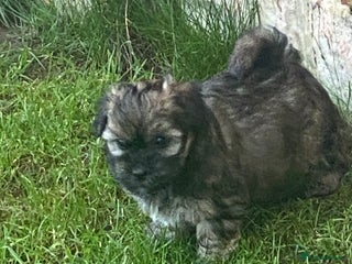 Havanese dogs Full Breed Havanese - Advert 1