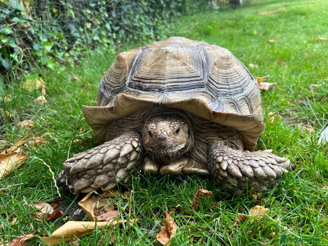 Tortoise reptiles for sale: 15 year old Sulcata tortoise  - Advert 1
