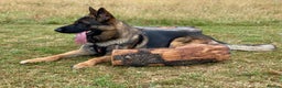German Shepherd dogs for stud: Morgan  in Wembley - Advert 2