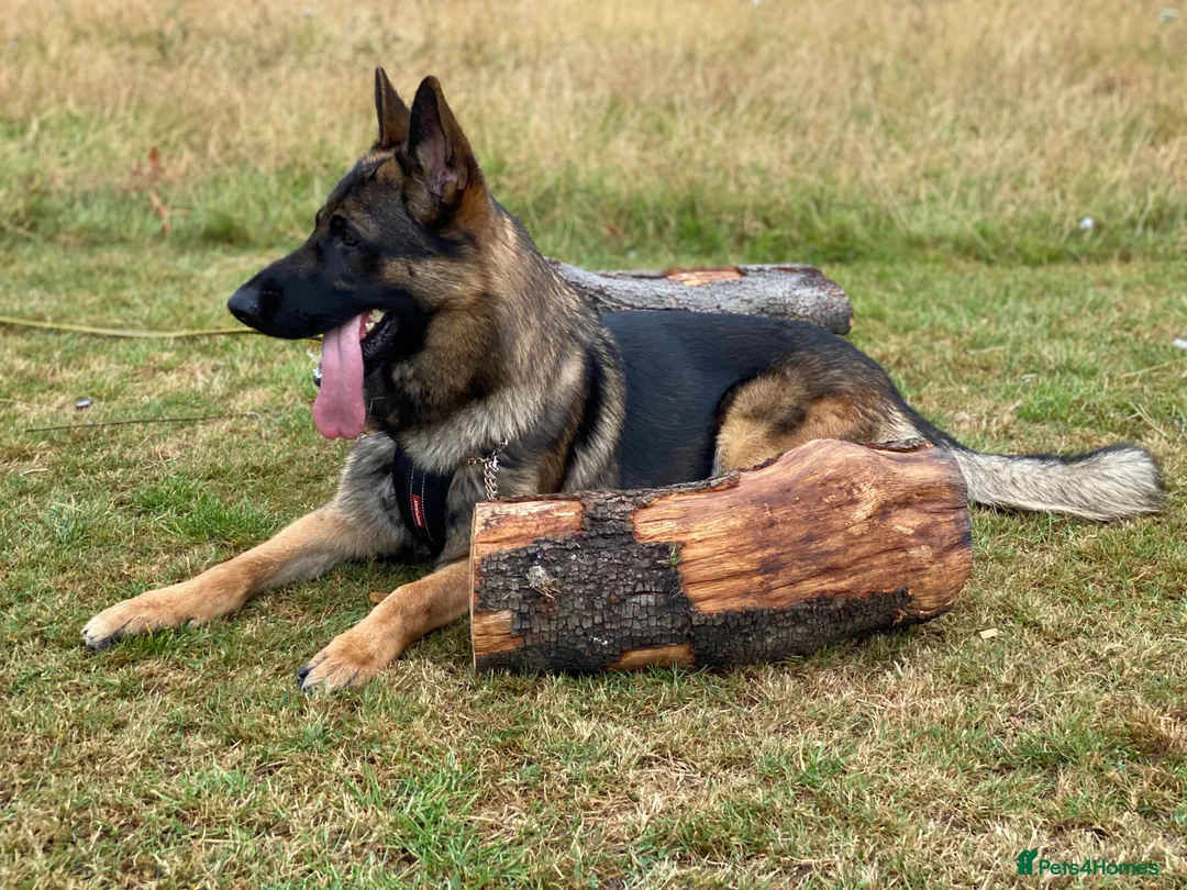German Shepherd dogs for stud: Morgan  in Wembley - Advert 2