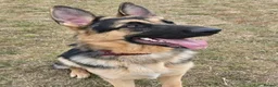 German Shepherd dogs for stud: Straight back stunning B&T Stud - Advert 5