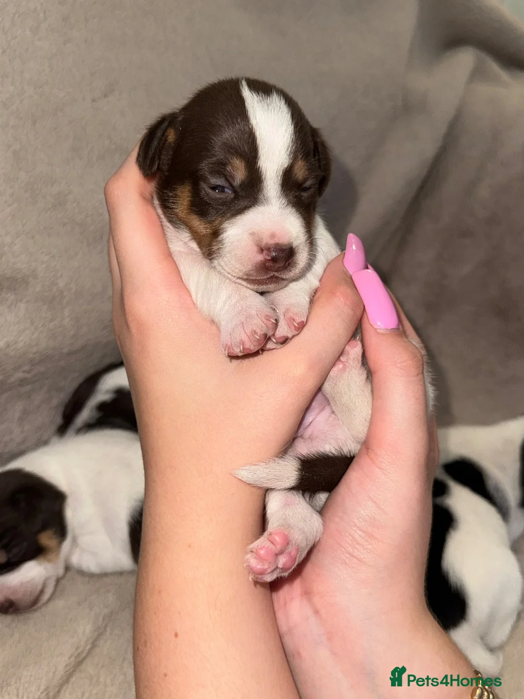 Jack Russell dogs for sale: Jack Russel pups - Advert 2