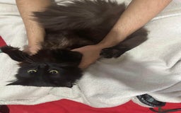 British Longhair cats for sale: British long hair + Turkish Angora - Image 10