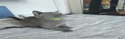 British Shorthair cats for sale: British Shorthair Kittens  - Advert 22