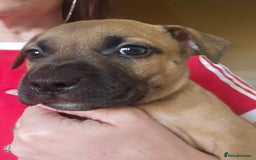 Bullmastiff dogs for sale: Bullmastiff puppy female  - Image 13
