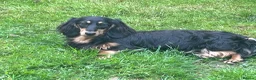 Miniature Dachshund dogs for sale: Brothers & sisters  to Crufts Best Puppy Dog 2025 in Hereford - Advert 14