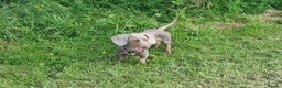 Miniature Dachshund dogs for stud: PROVEN KC Reg Miniature dachshund stud isabellatan - Advert 4