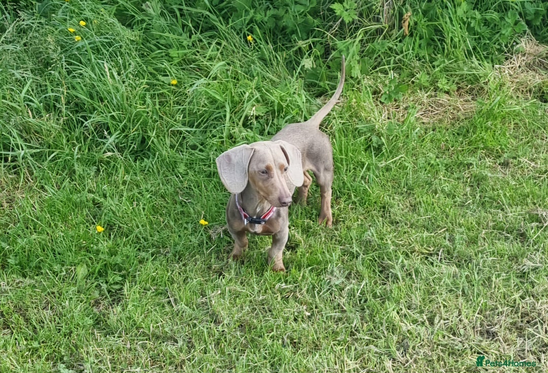 Miniature Dachshund dogs for stud: PROVEN KC Reg Miniature dachshund stud isabellatan - Advert 3