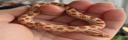 Snake reptiles for sale: Various Western Hognoses - Advert 4