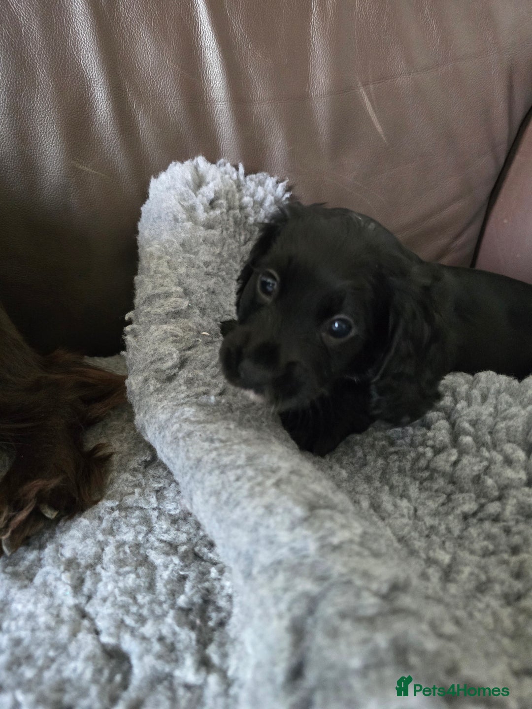 Cocker Spaniel dogs for sale: Working Cocker Spaniel puppies - Advert 6
