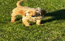 Cockapoo dogs for sale: Cockerpoo  - Image 1