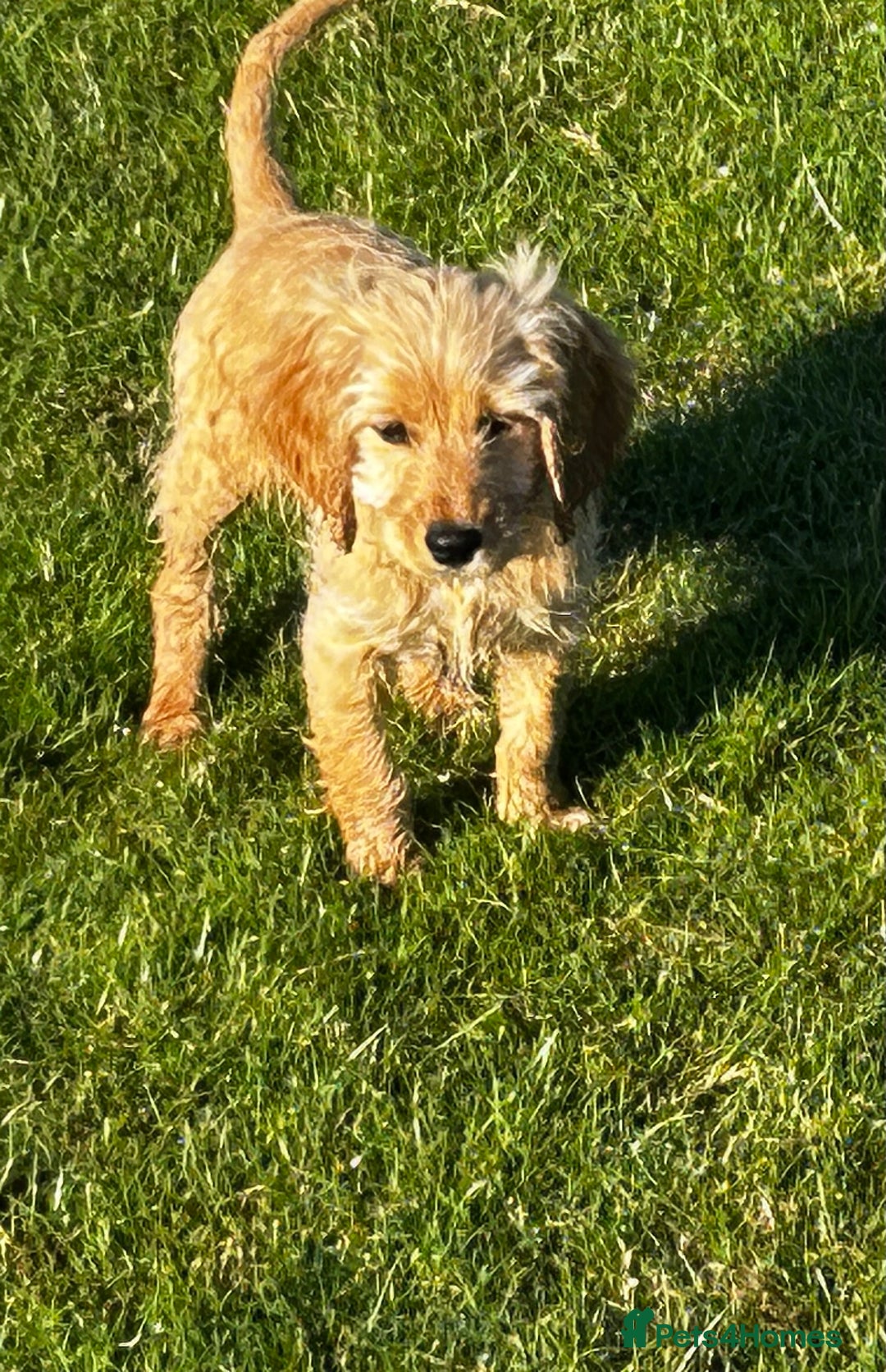 Cockapoo dogs for sale: Cockerpoo  - Image 1