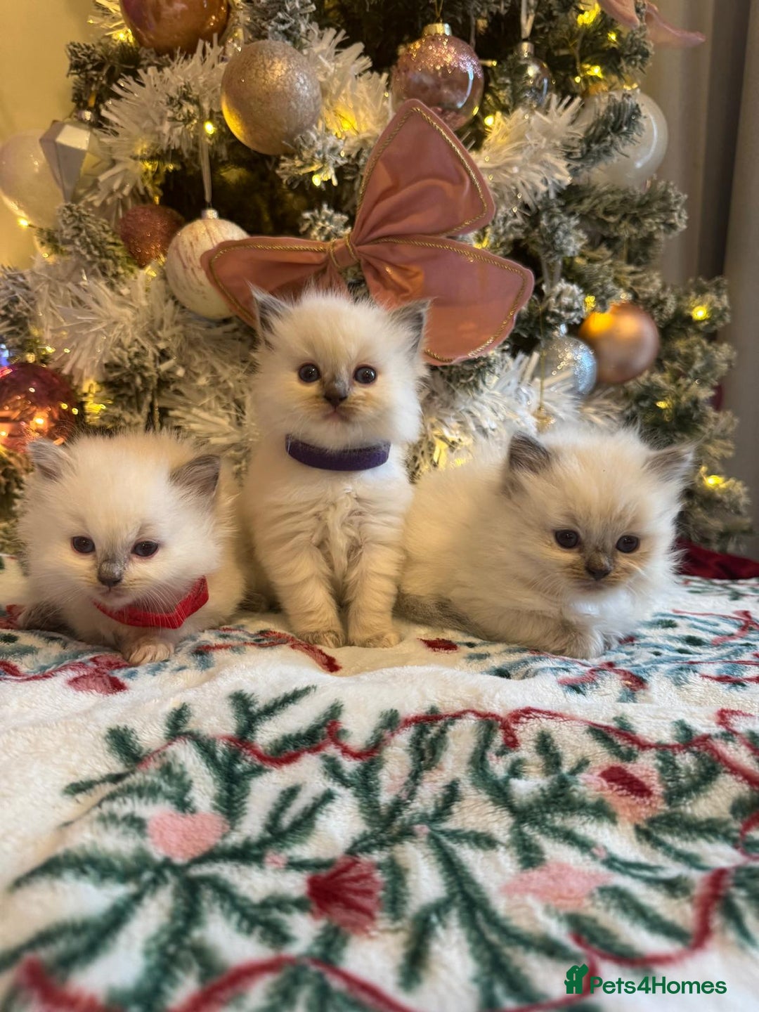 Ragdoll cats for sale: Purebred Ragdolls for sale - Advert 10