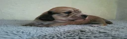 Miniature Dachshund dogs for sale: Stunning litter of Lh mini dachshunds  - Advert 14
