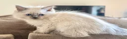 Ragdoll cats for sale: Ragdoll GCCF registered kittens - 9 weeks old - Advert 13