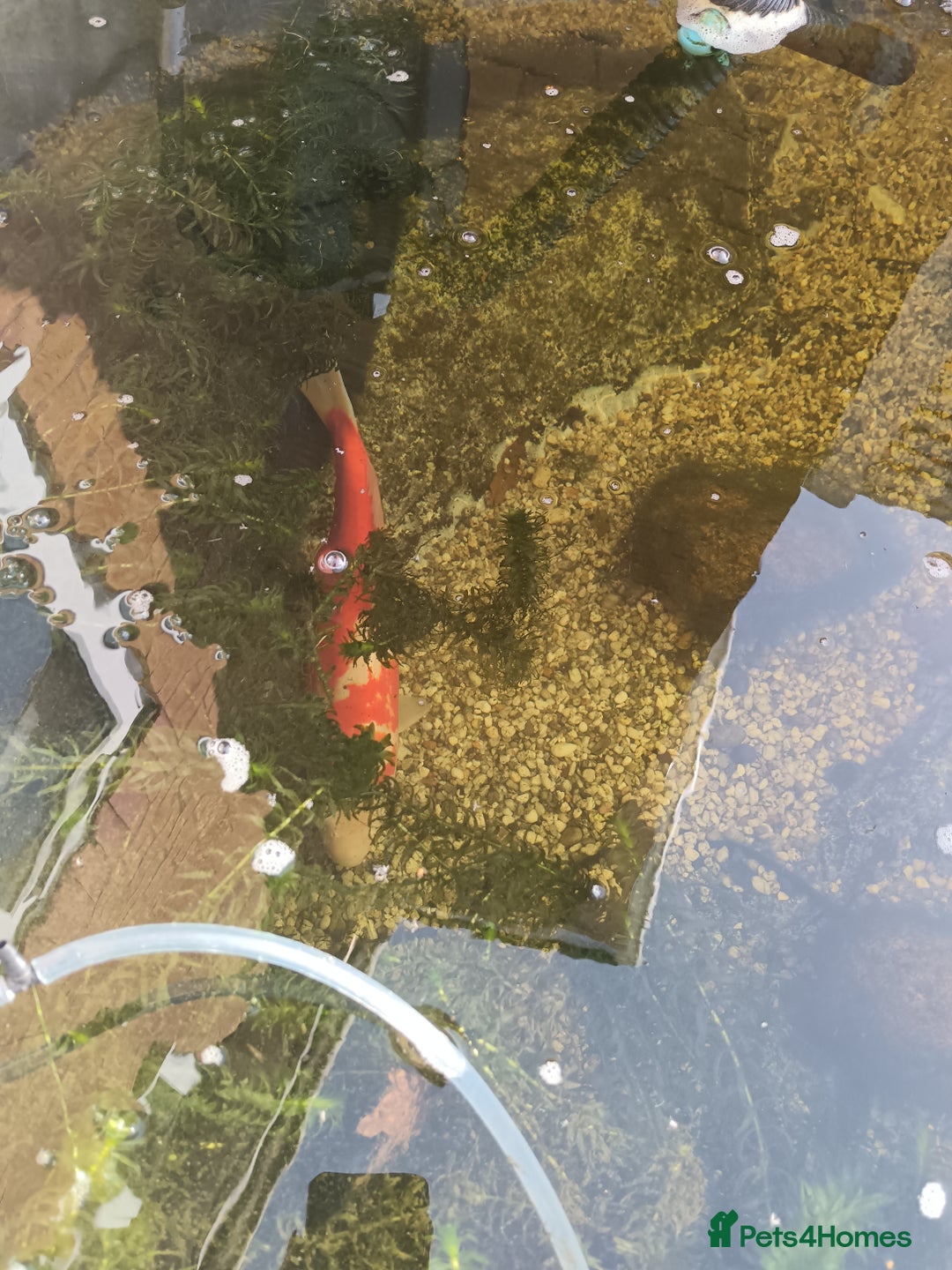 Koi Carp fish for sale: Pond closing down - Image 2