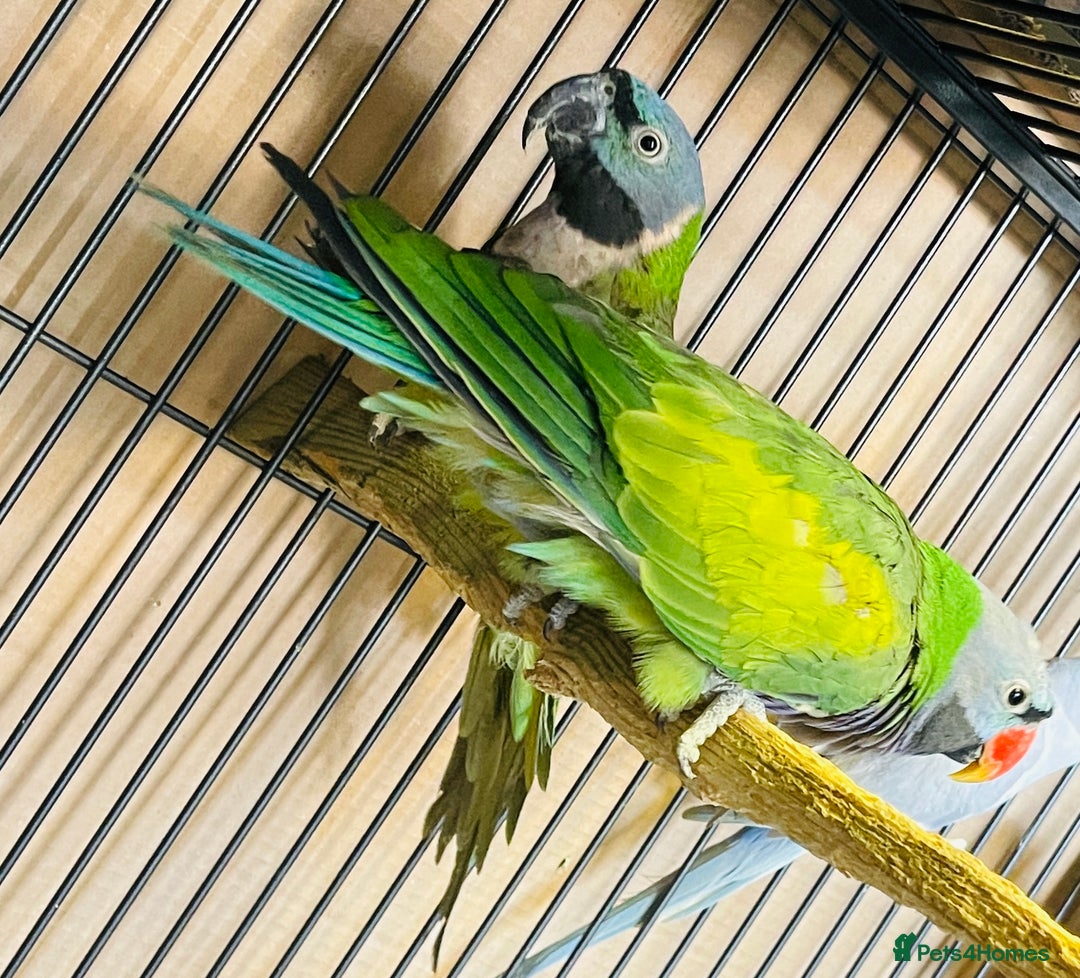 Parakeets birds for sale: Lord Derbyan Parrot for sale.👍QUICK SALE 👍 - Image 7