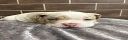 American Bully dogs for sale: POCKET BULLYS  in Orpington - Advert 27