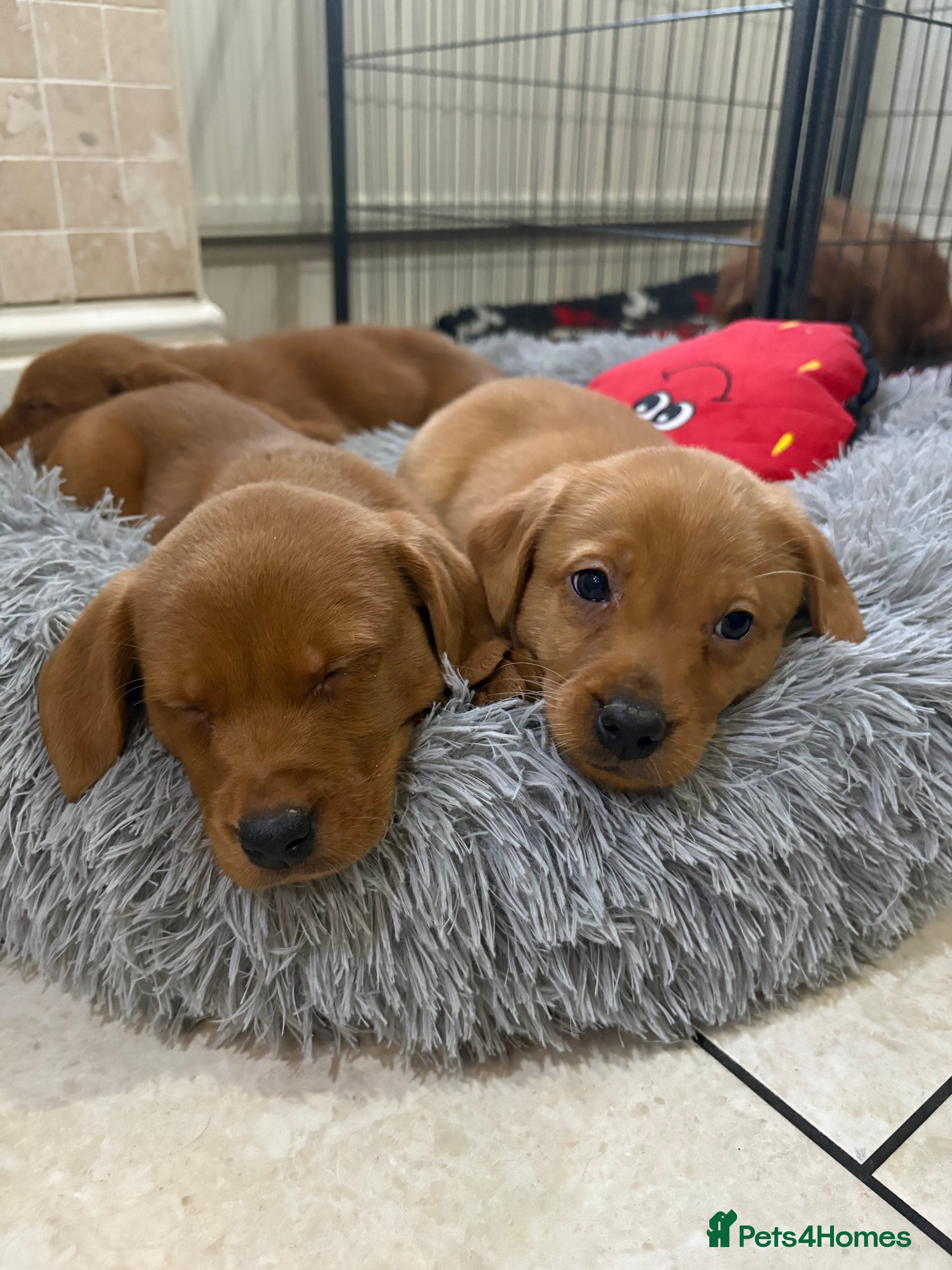 Labradoodle dogs Fully Health Tested Labradoodles F1B Deep Fox Red  - Advert 5