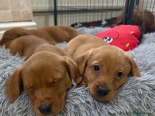 Labradoodle dogs Fully Health Tested Labradoodles F1B Deep Fox Red - Advert 1