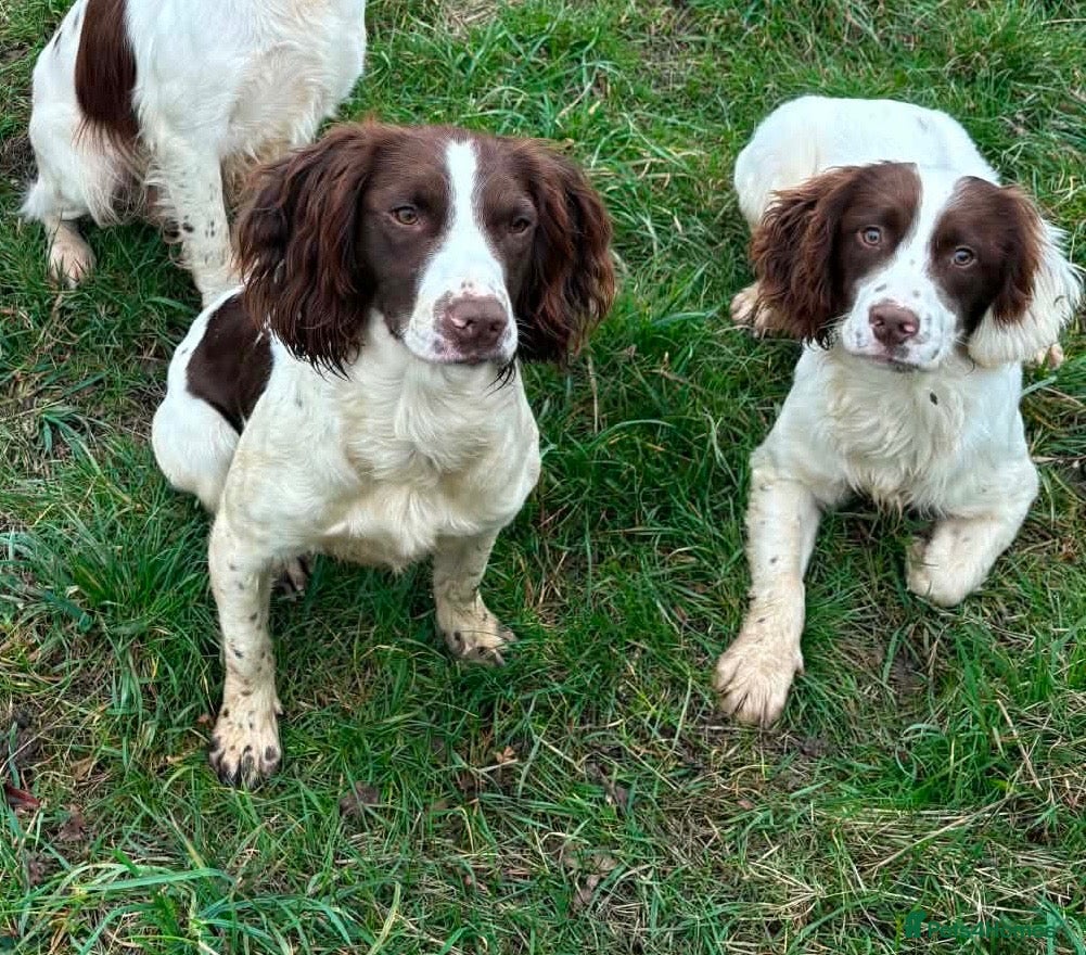 English Springer Spaniel dogs 4 Boys remaining - Springer Spaniel Puppies - Advert 2