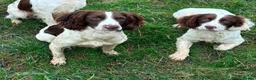 English Springer Spaniel dogs for sale: 4 Boys remaining - Springer Spaniel Puppies - Advert 2