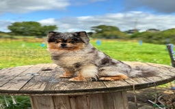 Pomsky dogs for stud: Black and Tan Merle blue eyes in Carlisle - Image 4