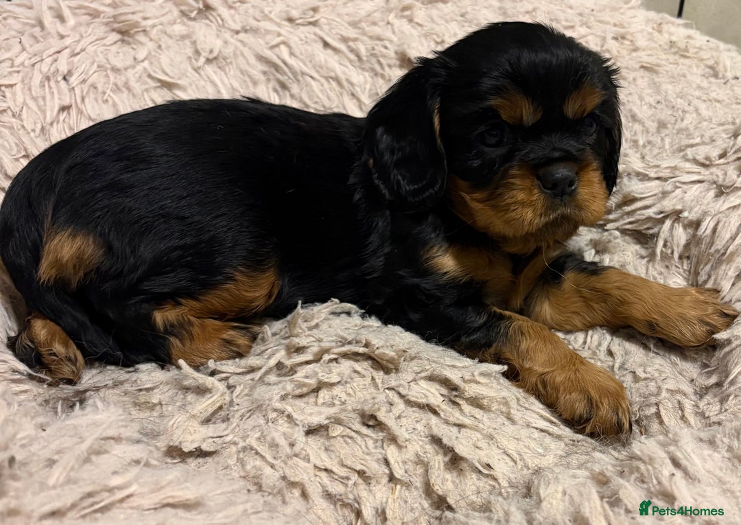 Cavalier King Charles Spaniel dogs for sale: Beautiful King Charles cavalier  - Advert 4