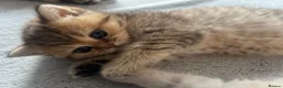 British Shorthair cats for sale: British shorthairs for sale - Advert 13