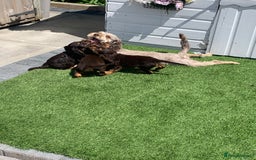 Cockapoo dogs for sale: ((Ready now))F1b cockerpoo puppies  - Image 14