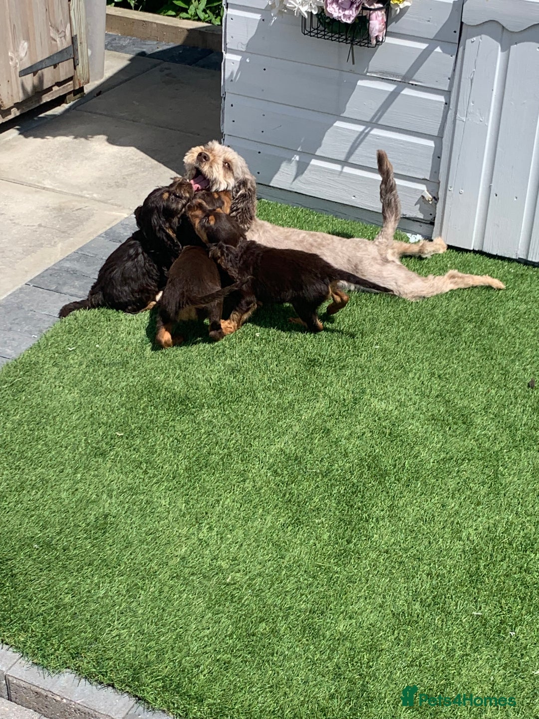 Cockapoo dogs for sale: ((Ready now))F1b cockerpoo puppies  - Image 14
