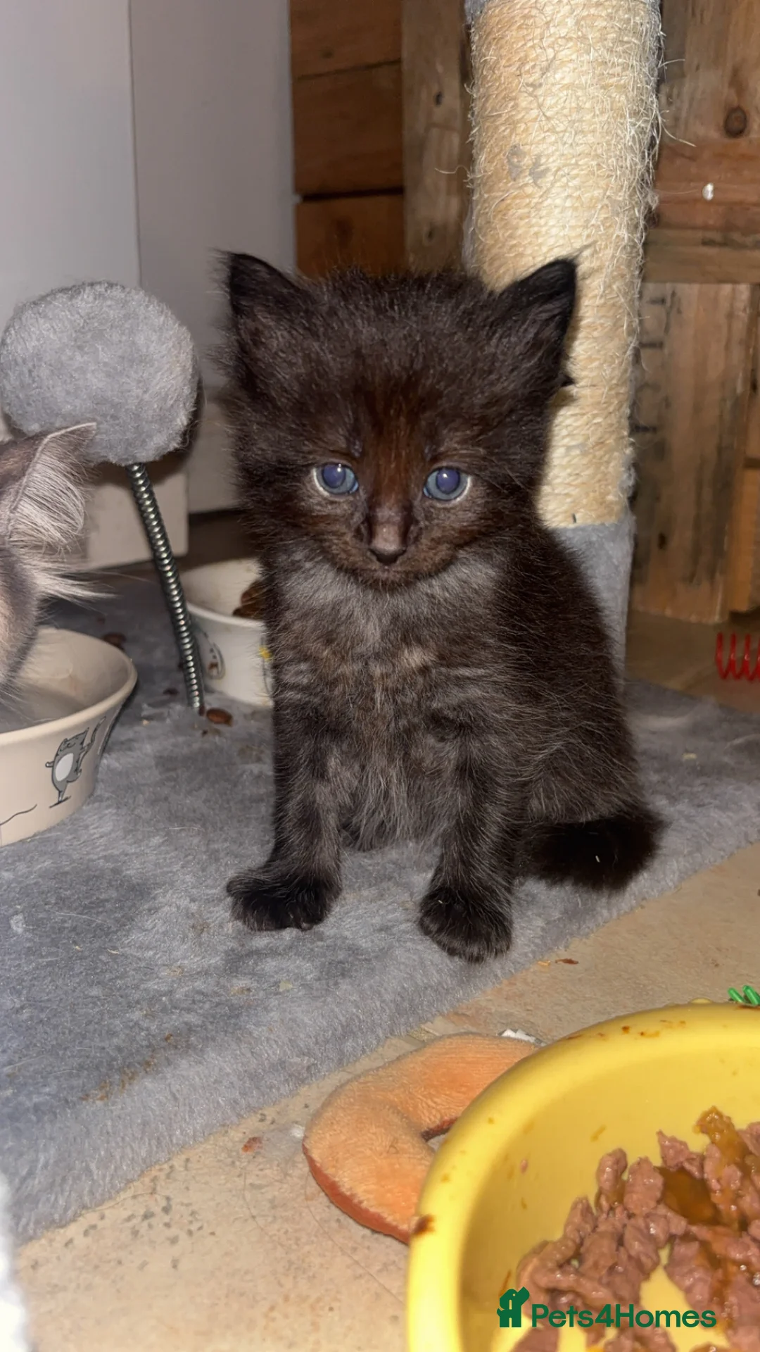 Ragdoll cats for sale: Ragdoll x maincoon  - Advert 2