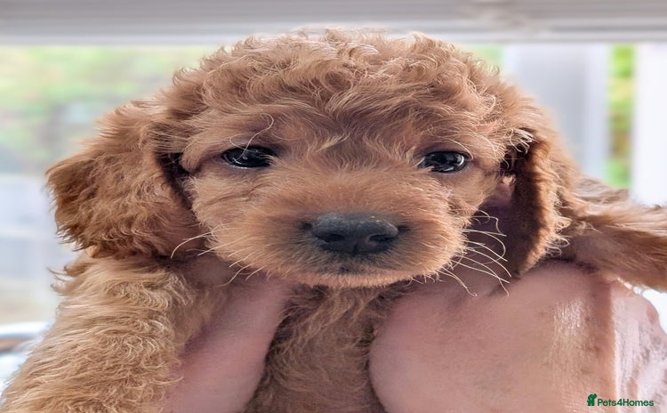 Australian Labradoodle dogs - Advert 1