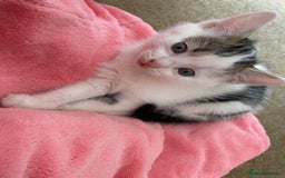 Mixed Breed cats for sale: Beautiful Kittens - Ready now in Maidstone - Image 4