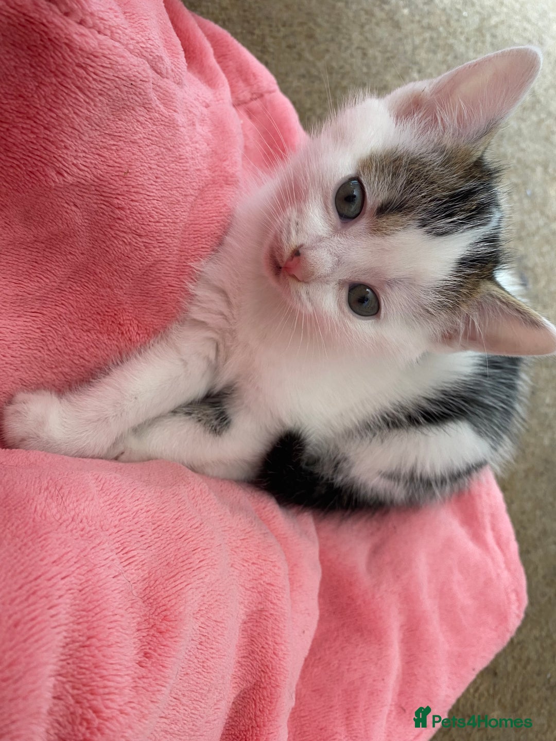 Mixed Breed cats for sale: Beautiful Kittens - Ready now in Maidstone - Image 4