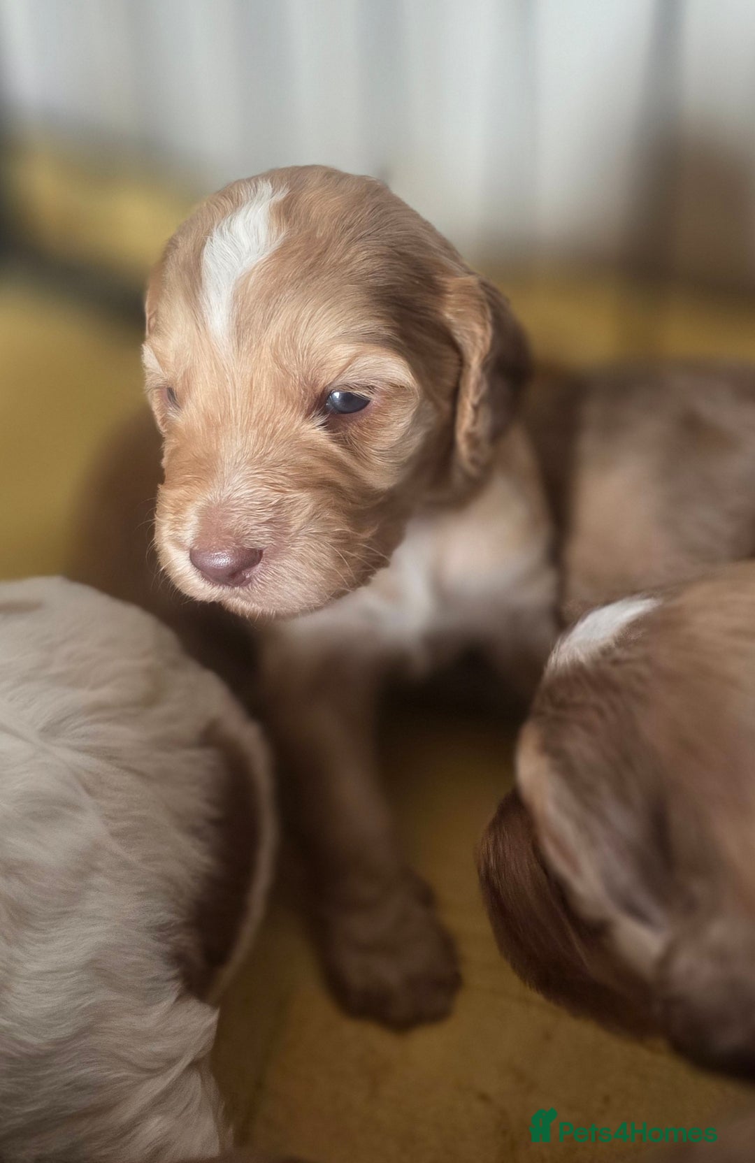 Cockapoo dogs for sale: Cockerpoo puppies F1. Stunning litter  - Image 12