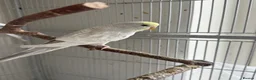 Budgerigars birds for sale: Young budgies for sale - Advert 17