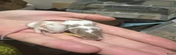 Mouse rodents for sale: Mice for rehoming  - Advert 37